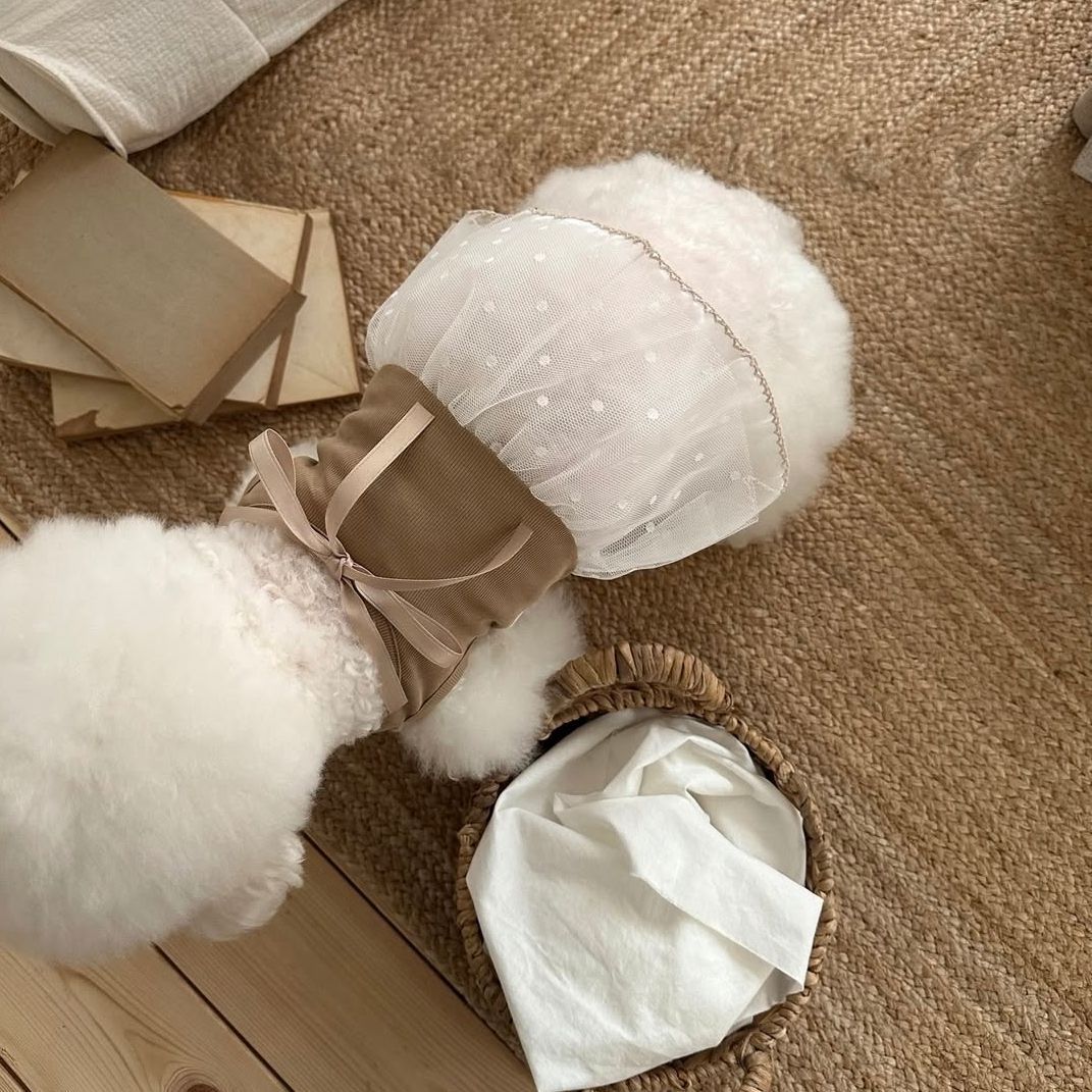 Spring and Summer Pet Lace Cam - đánh giá và giá Lace Teddy Lingerie