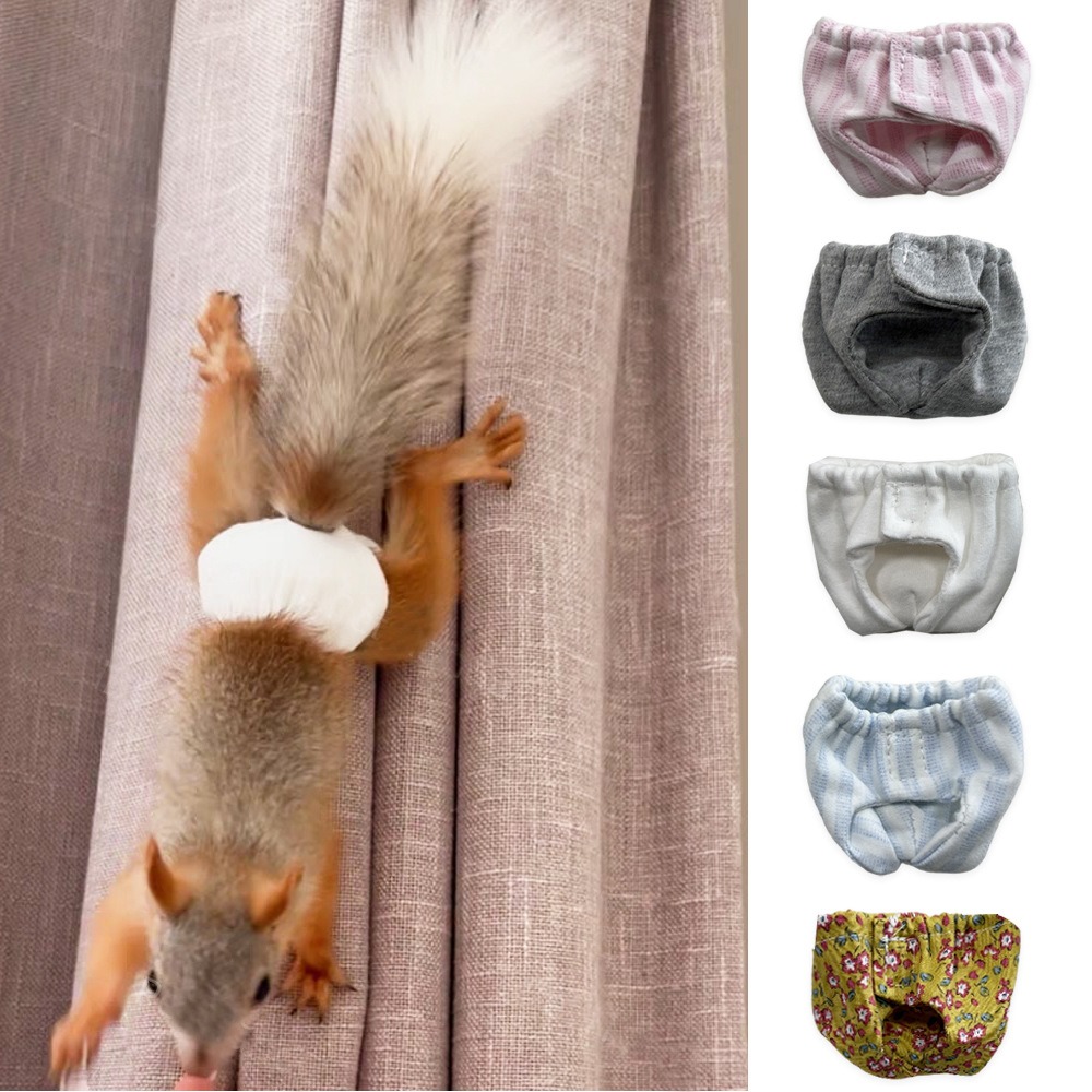 Absorbent Squirrel Diapers Lea - đánh giá và giá Period Panty Absorbent