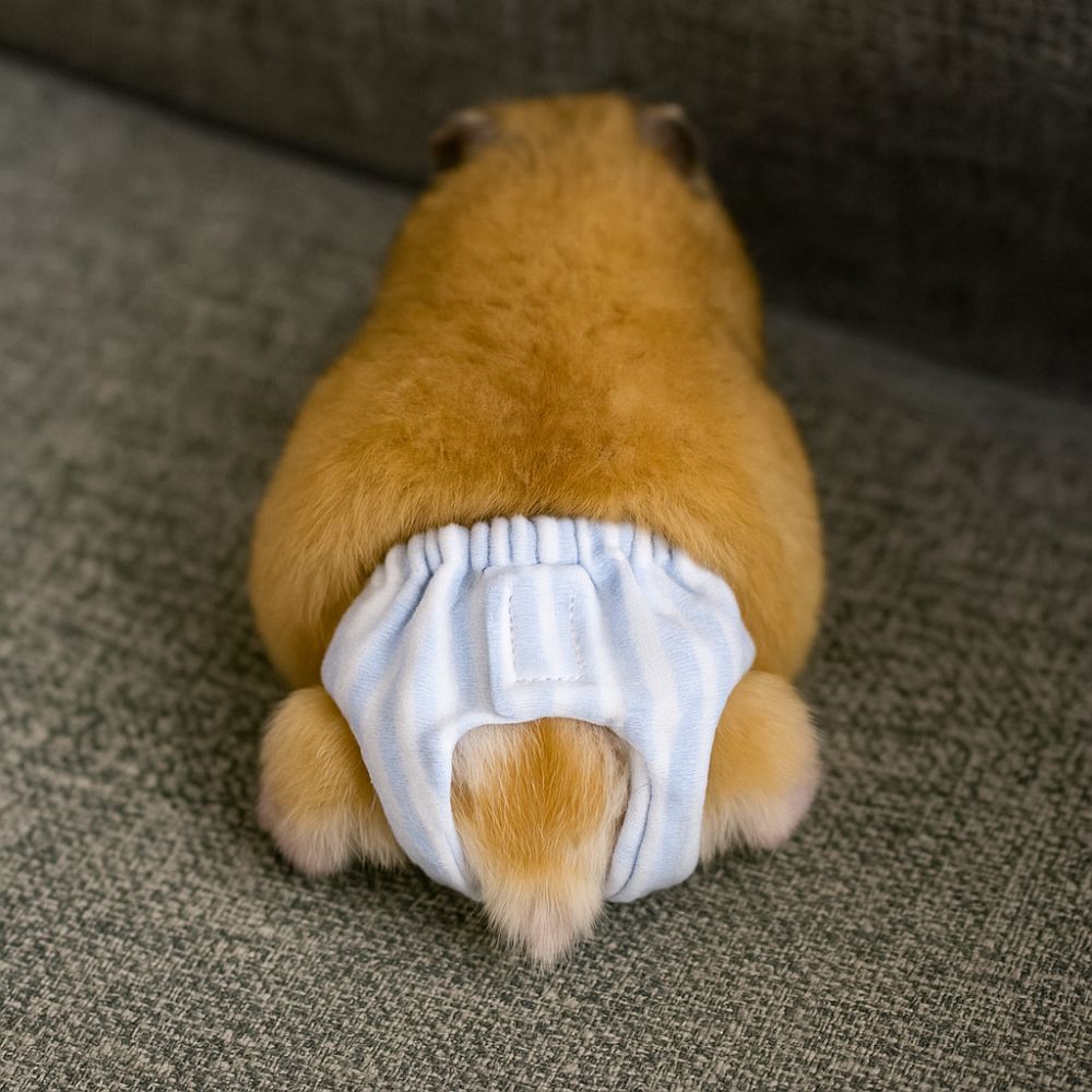 Absorbent Squirrel Diapers Lea - đánh giá và giá Period Panty Absorbent