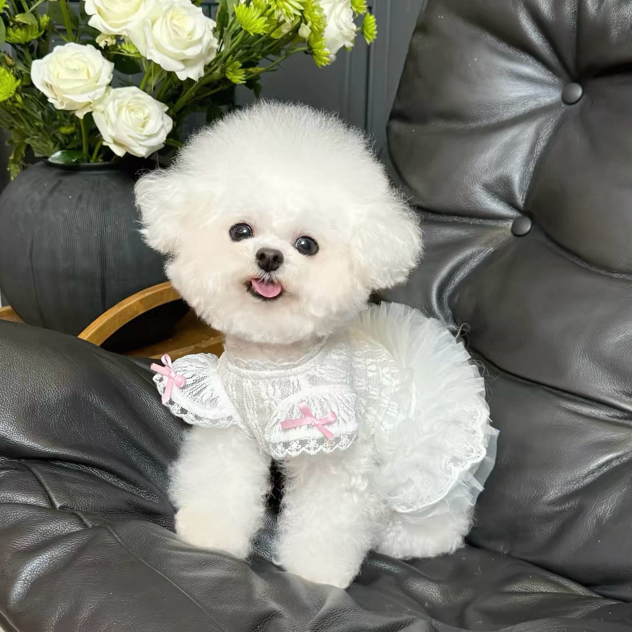 2026 Princess Style Pet Dress  - đánh giá và giá Lace Teddy Lingerie