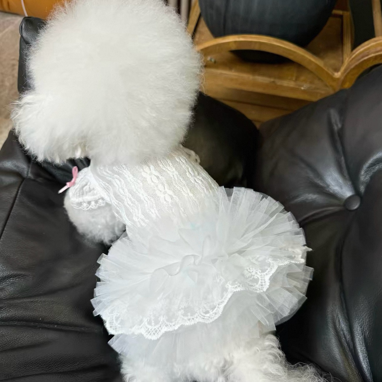 2026 Princess Style Pet Dress  - đánh giá và giá Lace Teddy Lingerie