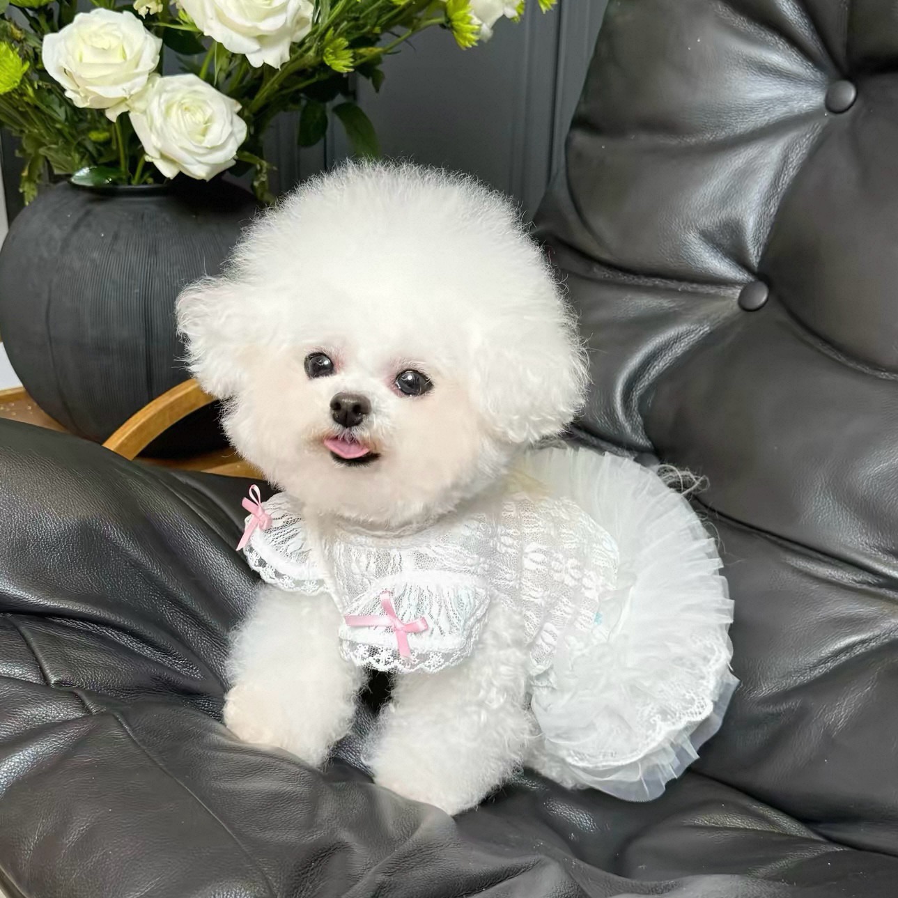 2026 Princess Style Pet Dress  - đánh giá và giá Lace Teddy Lingerie
